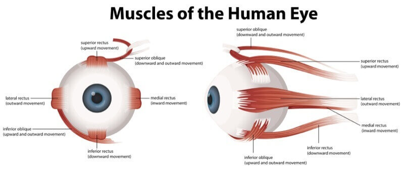 Eye Muscles